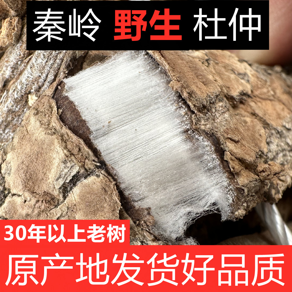 秦岭杜仲30年以上秦岭野外生长银丝杜仲原产地道地