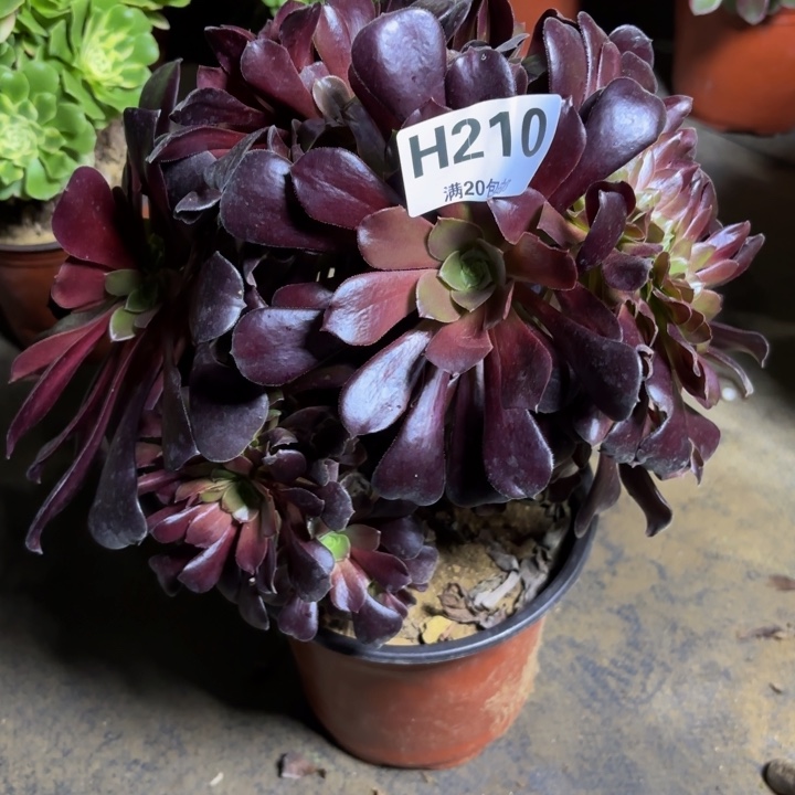 瑞妈，。。。。。。210欧紫