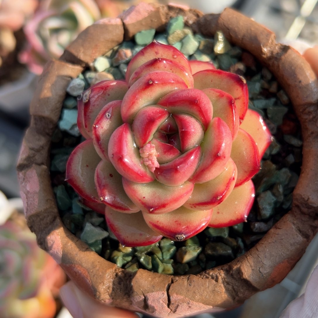 万宝龙（满38包邮）多肉