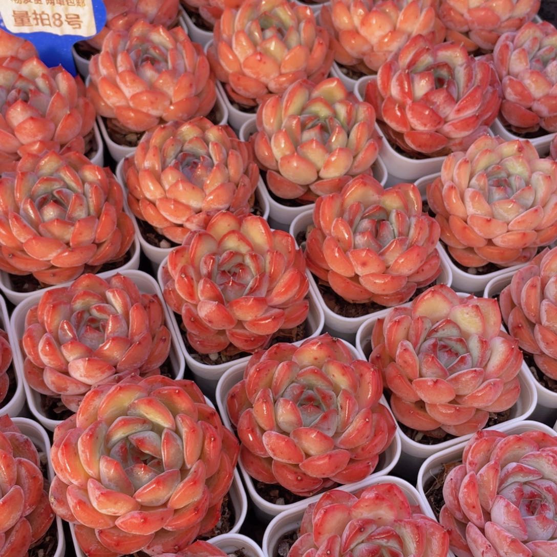 量拍8号 草莓杏仁单头一个