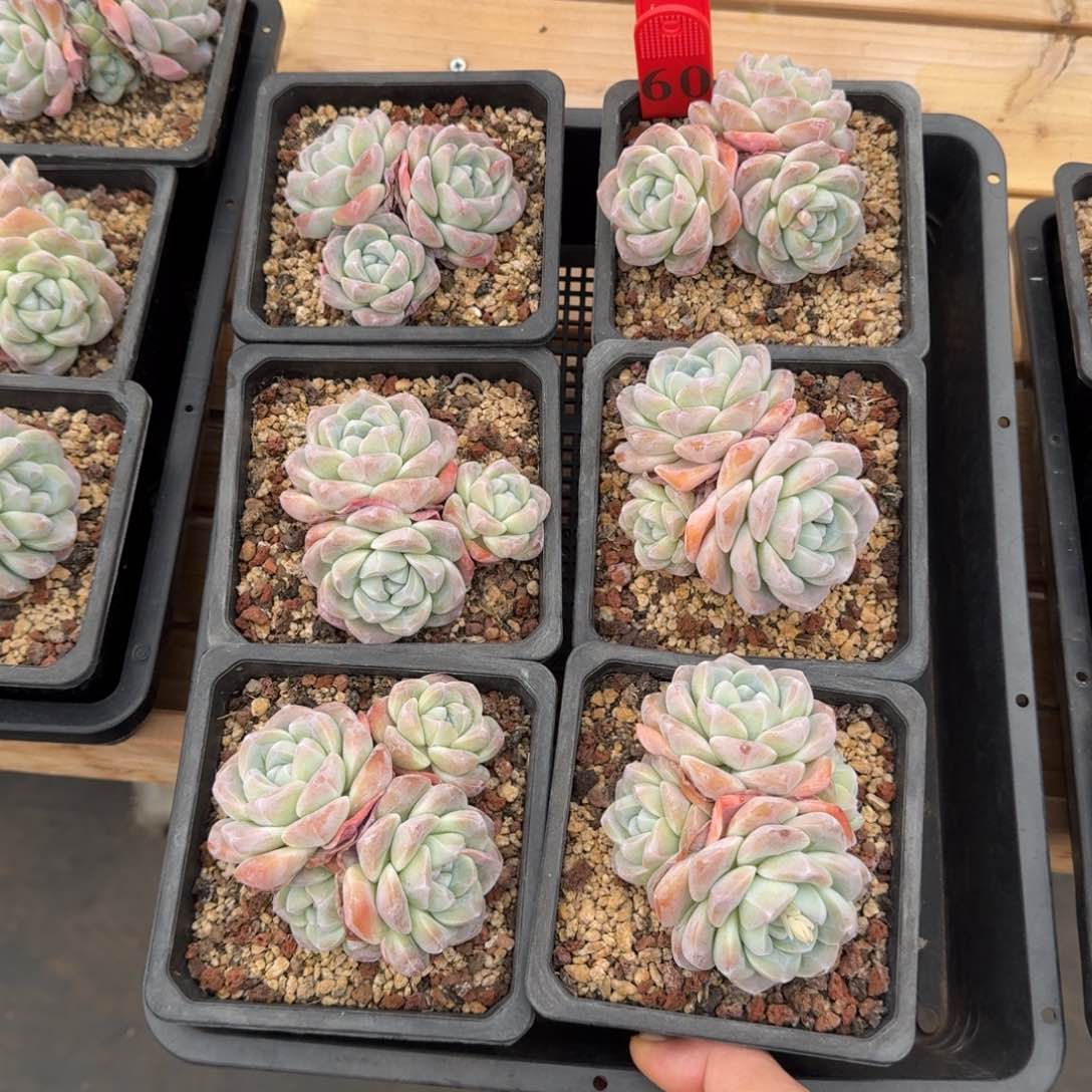 6颗一起一物一拍的