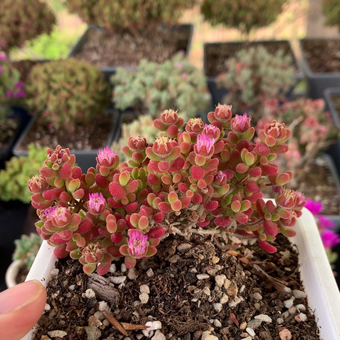 487实生红宝石 。