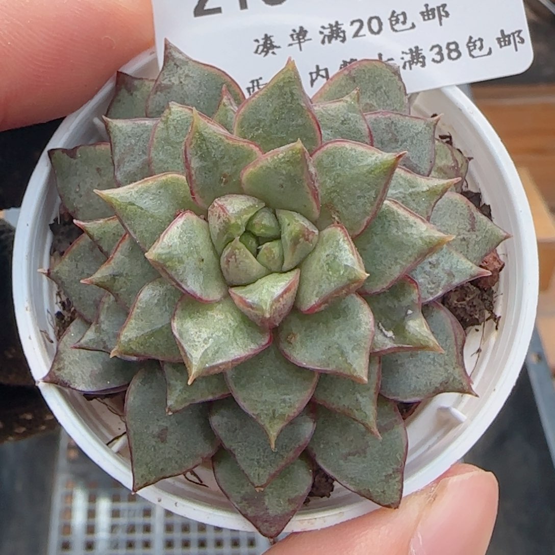 0613-215福利福利