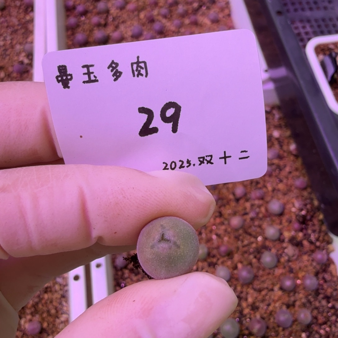 丁***加多肉多肉多肉12-029 T