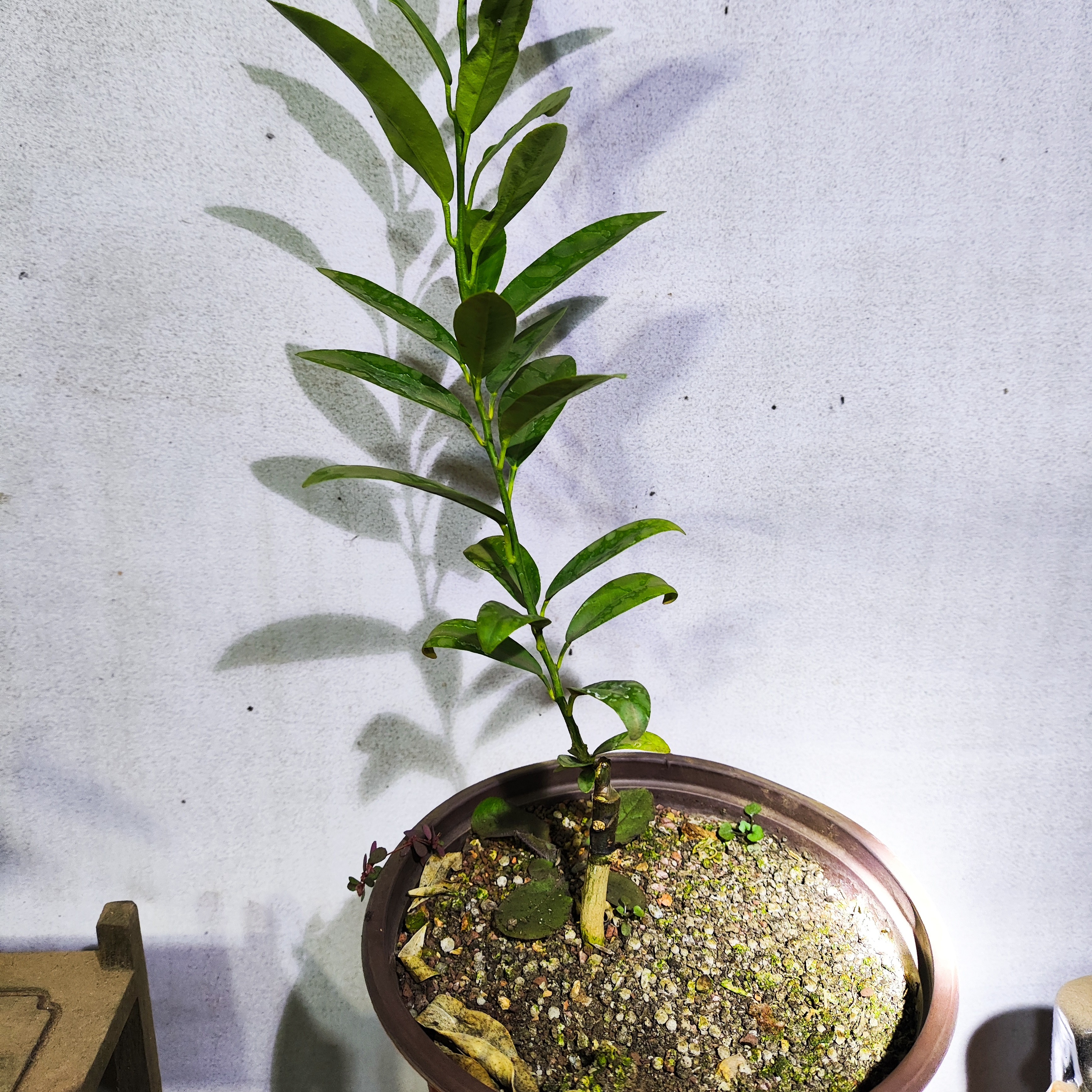 江西帝王豆绿植（人工培育小苗）