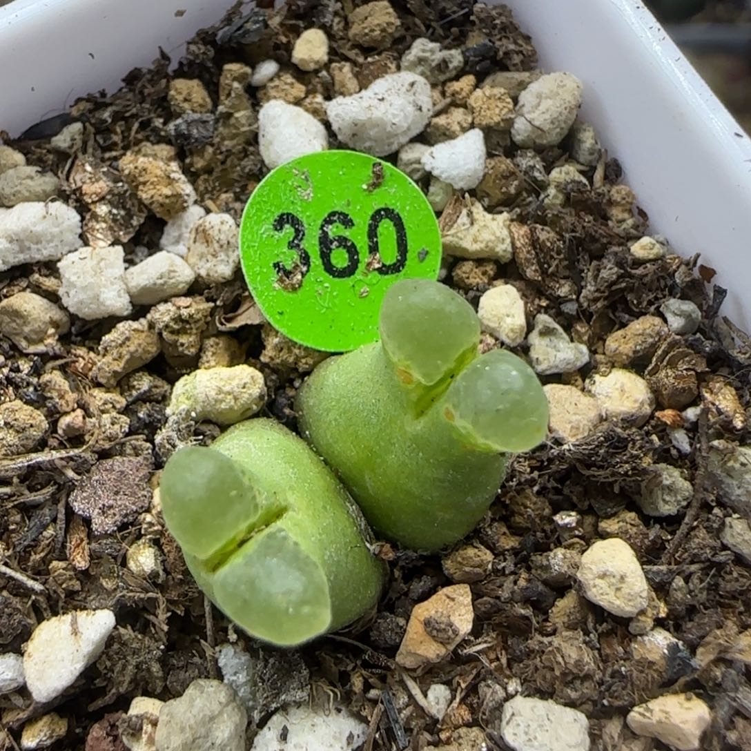 超级奶瓶群多肉360