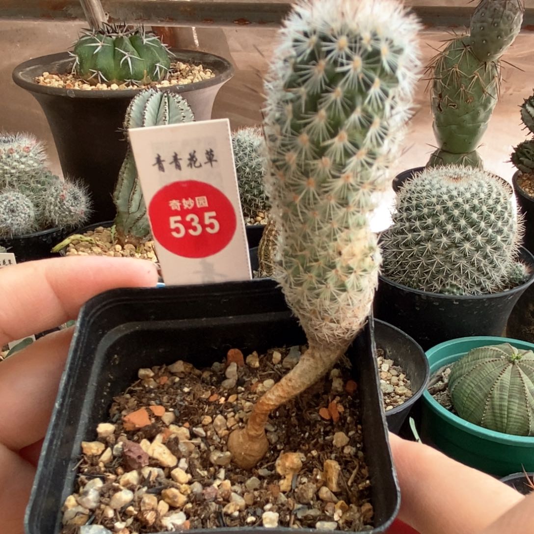 实生赤花美针玉2.3cm侧面有斑