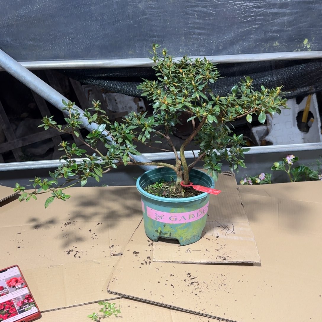 用***5完全开放绯牡丹杜鹃花