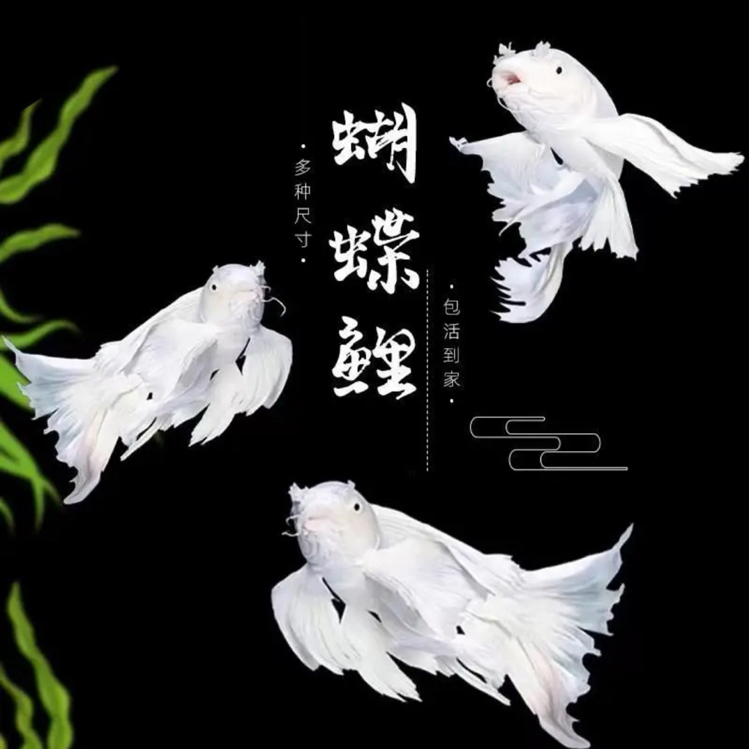 台湾蝴蝶鲤球体球形贵妃蝴蝶锦鲤大尾巴观赏鱼苗淡水鱼冷水好养