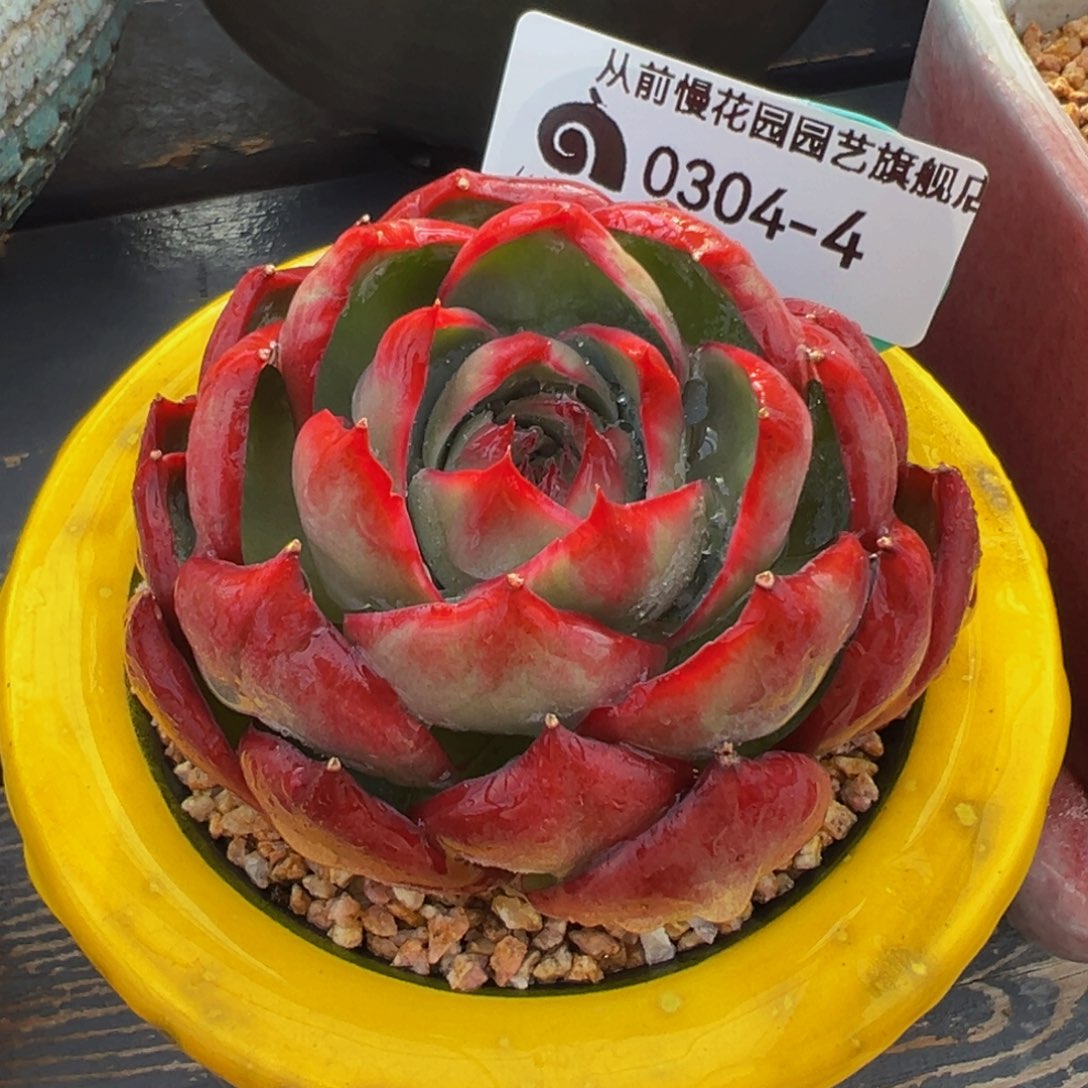 从前慢多肉精选编号0304.4