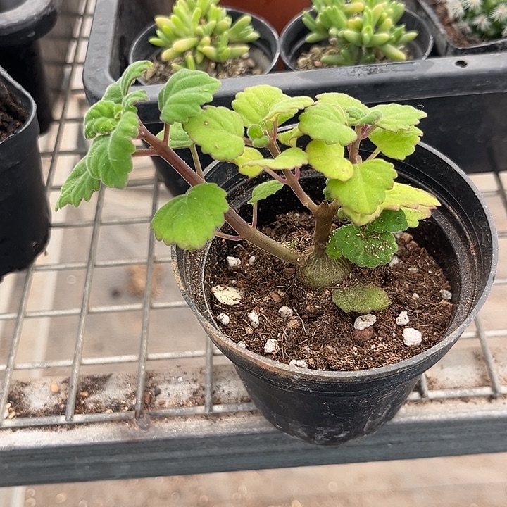 我也不知道我为什么要这样