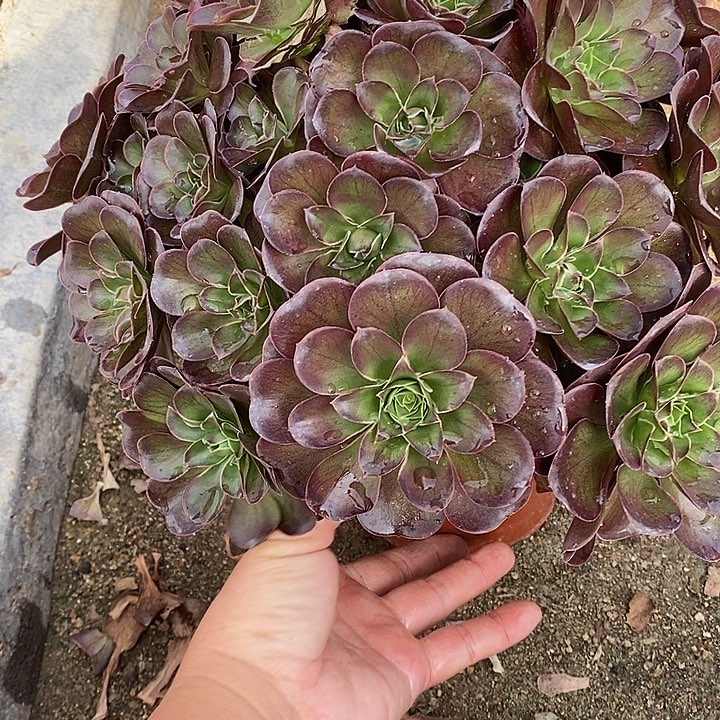 多肉植物魅金130多肉