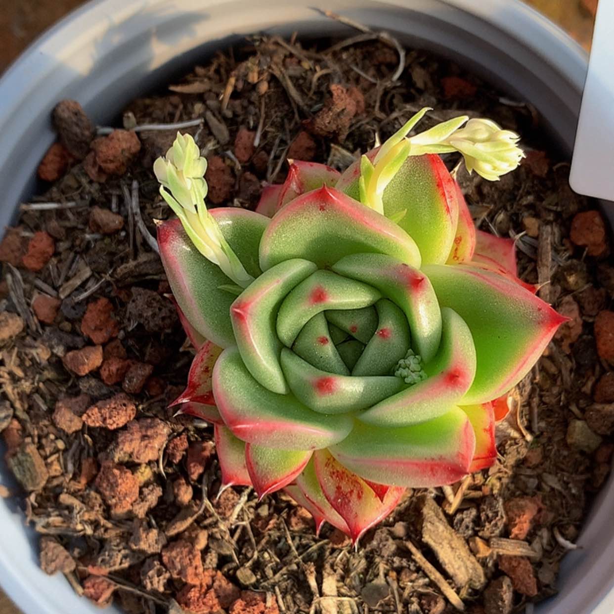 【闪购商品】云1785