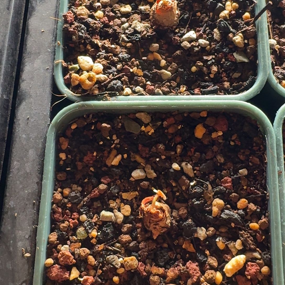 肾叶洋葵两个带盆发