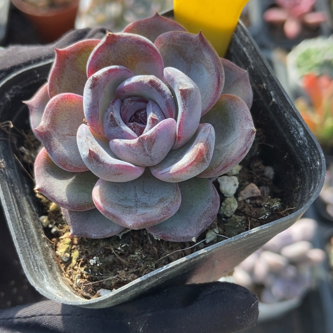 872黑橙多肉植物多肉