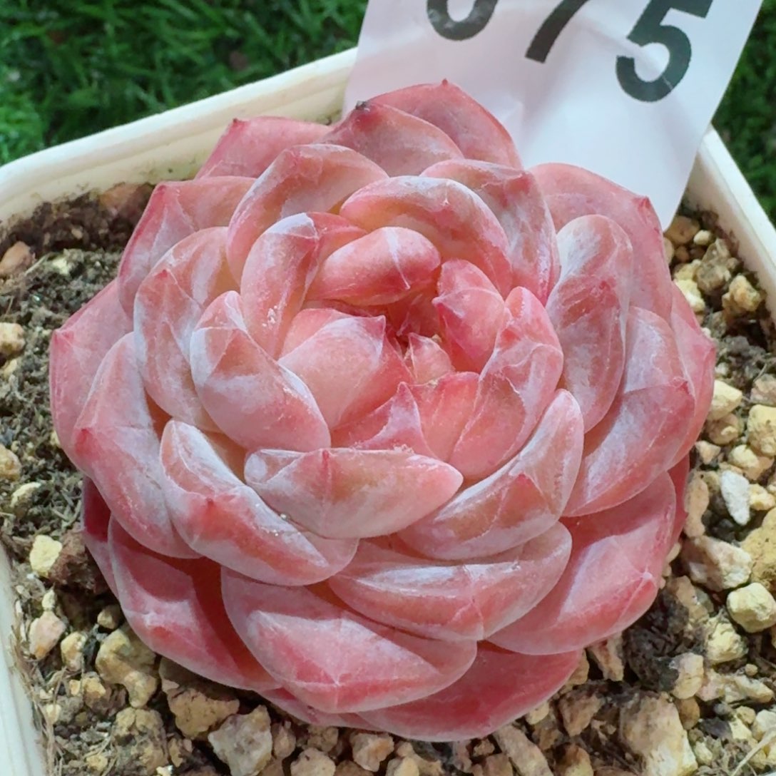 冰魄母本         精品多肉