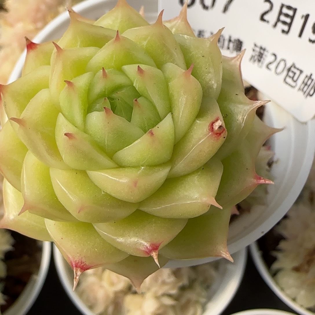 花语逸境0219-807