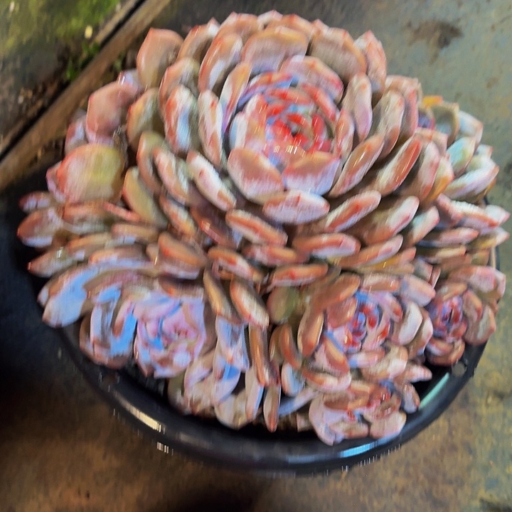 獒***哥丽娟花卉梦露大群手捧