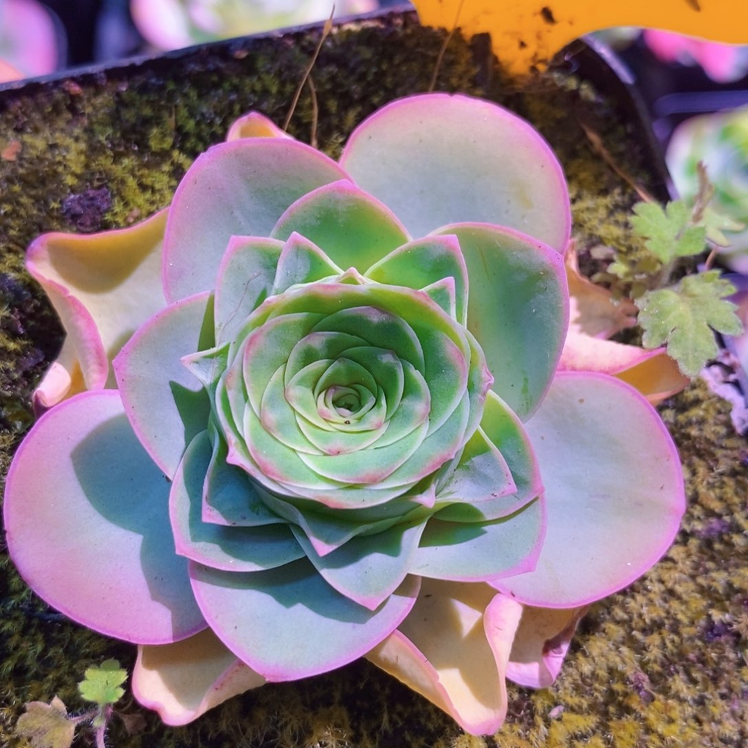 山地玫瑰粉黛福利一物一拍002