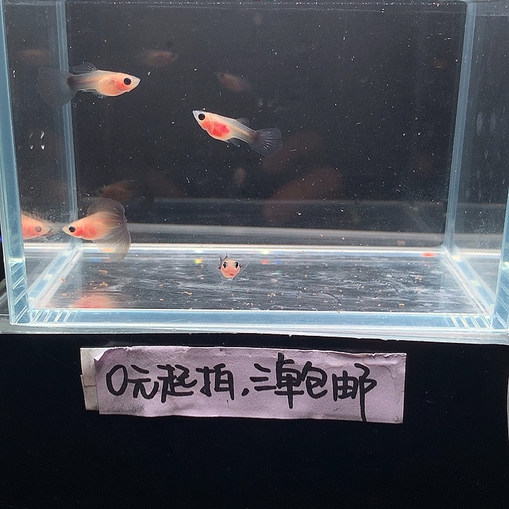 孔雀鱼兰礼服玻璃猫4条