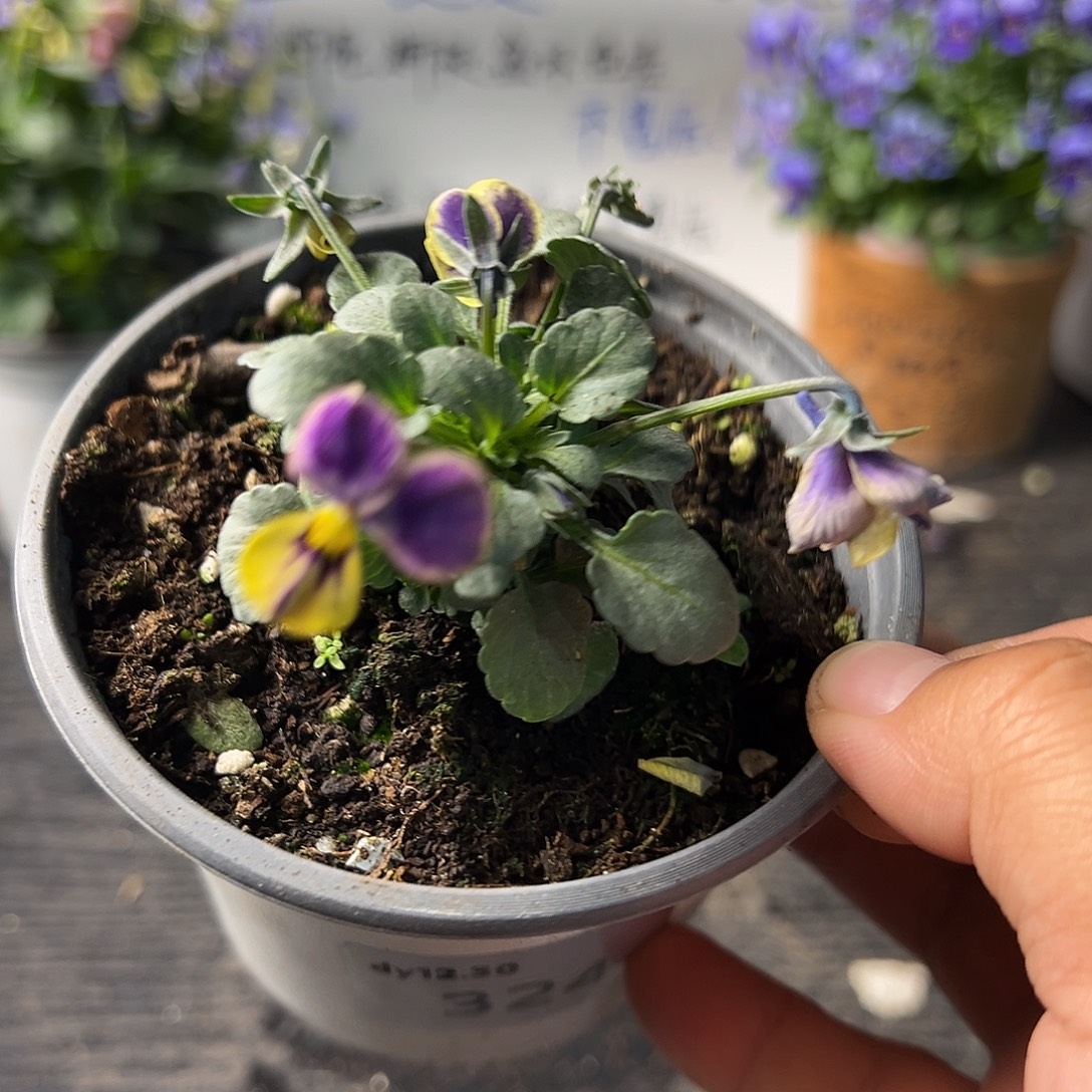 当前无花朵，栽培后可花朵324号梦坊