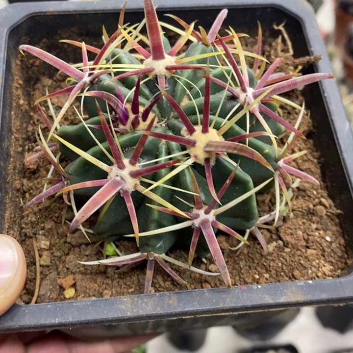 实生宽刺日出特价福利