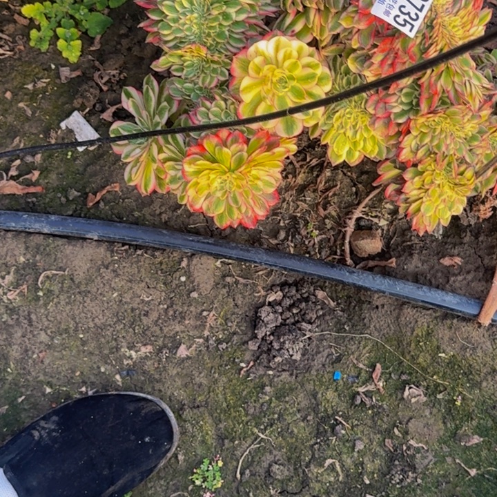 荔枝花花30-28包邮花花