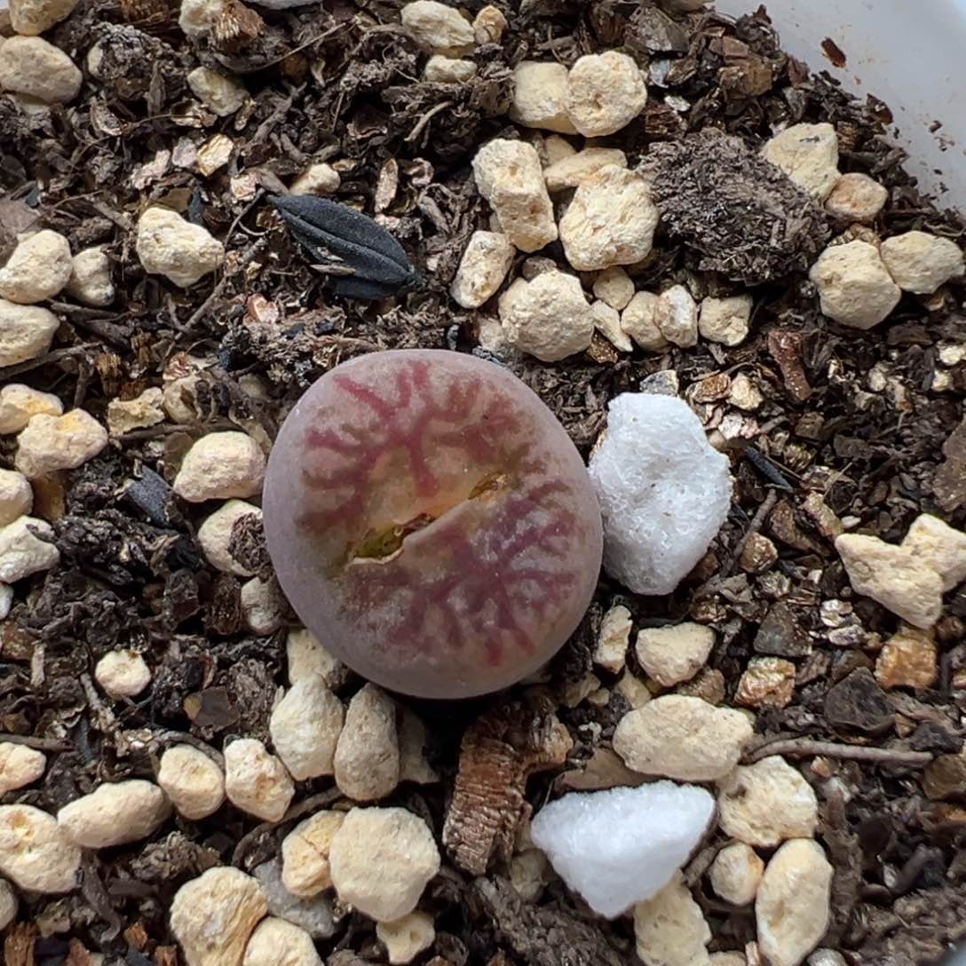 多肉植物252号毛杂