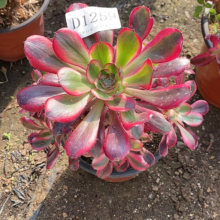 1259香奈儿多肉法师