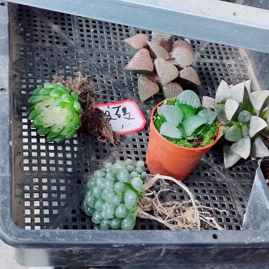 玉露福利处理一勿一拍