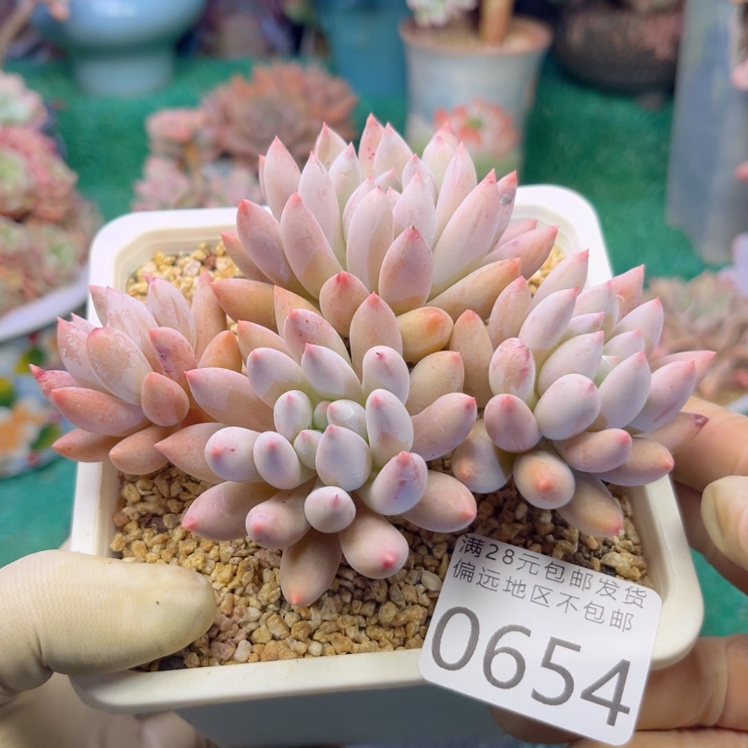 大0654:？zv x nc jvn