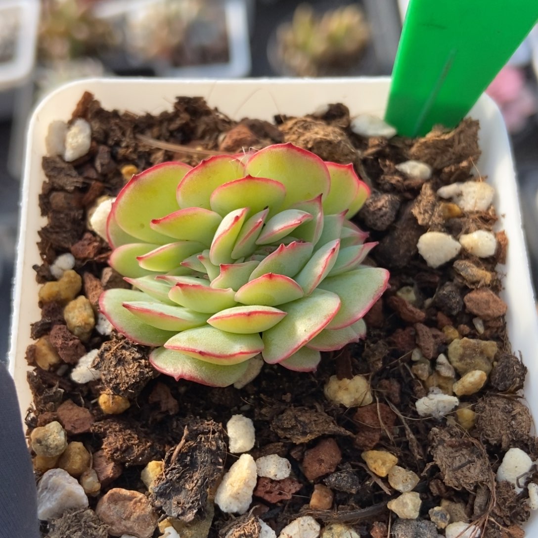 965牡丹亭缀多肉植物保护