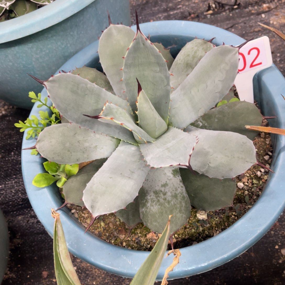 虚空藏高级灰龙舌兰