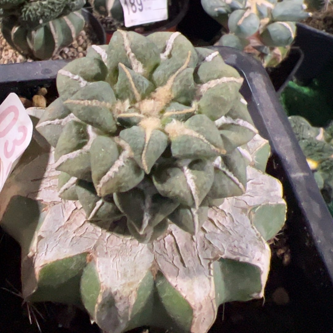 大尤黑牡丹仙人球035