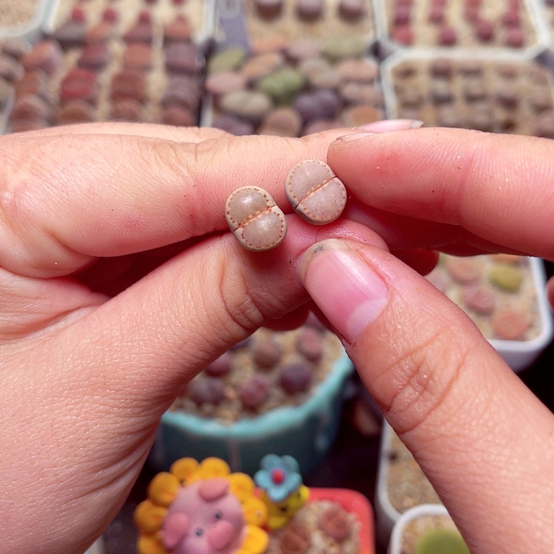 比***壳52号带盆包邮发货