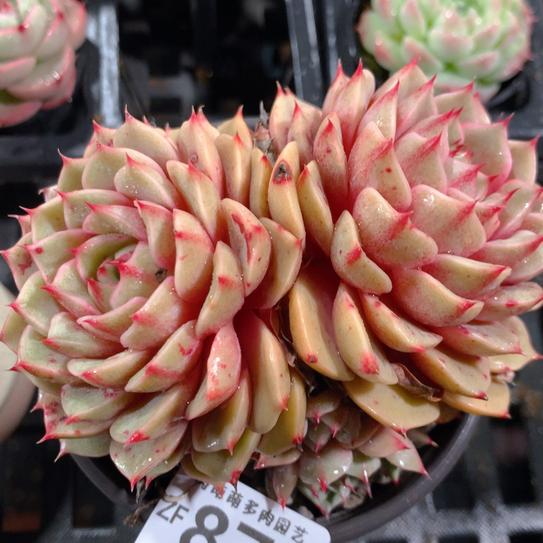 5CM拇指盆精控多肉ZF874