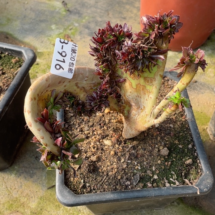 916黑缀微瑕多肉123445789789