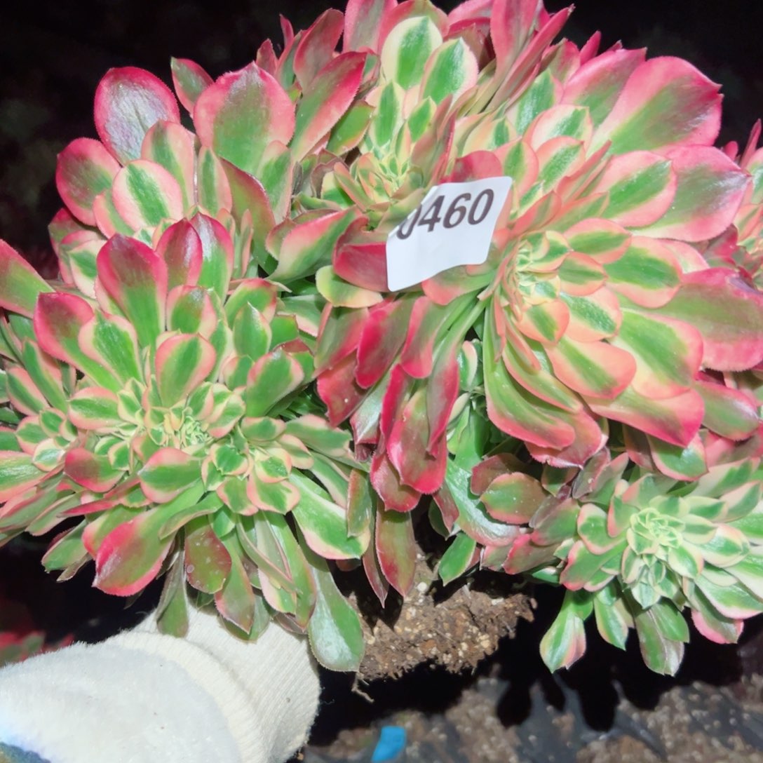 460 号多肉植物新年福利