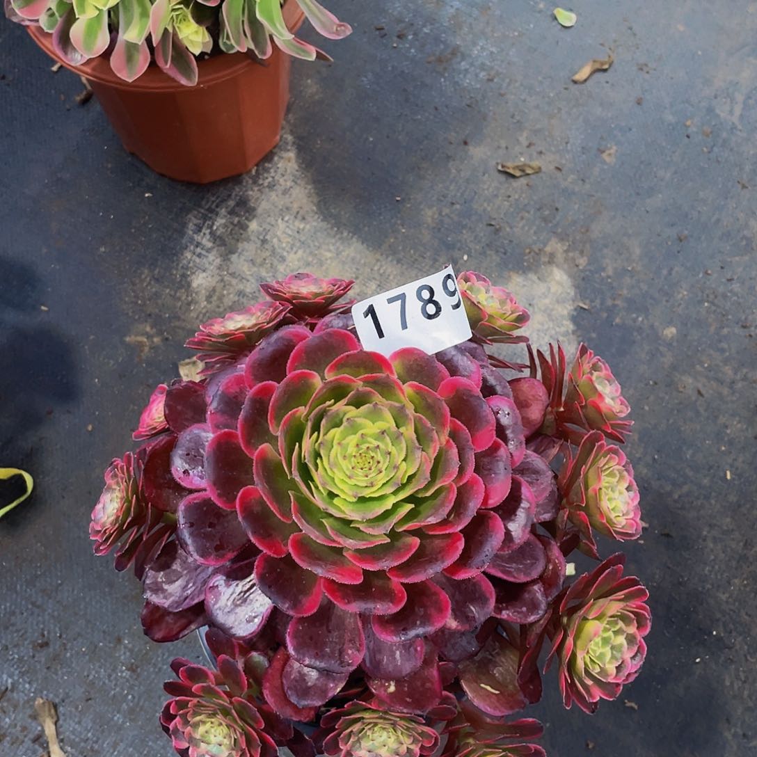 红金刚1789福利嫩桩