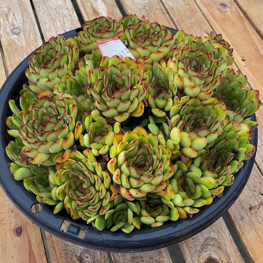 L****水墨西哥灵隐多肉植物群