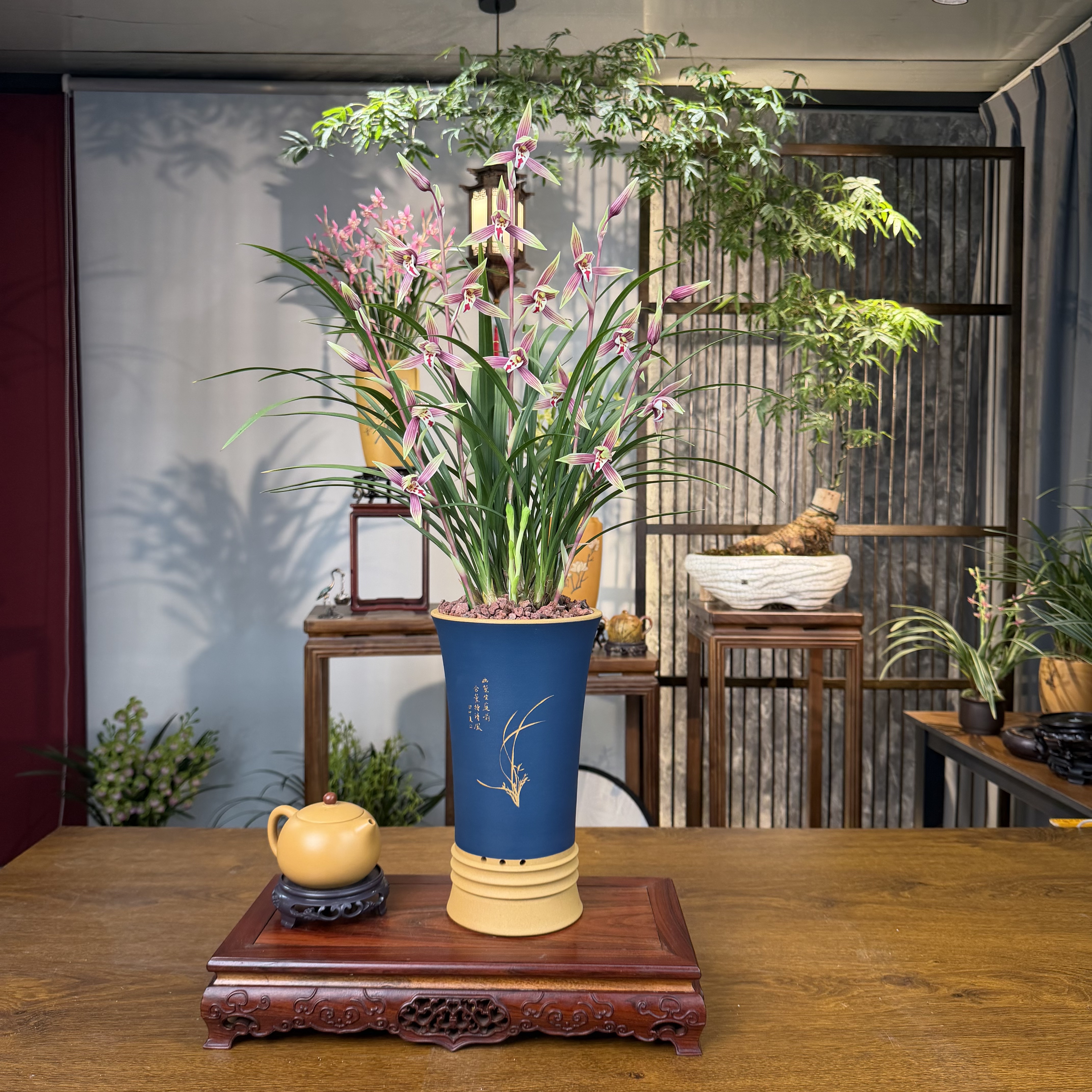 寒兰铭品【盛世红颜】带花芽兰花 宜兴黄段泥手工花盆