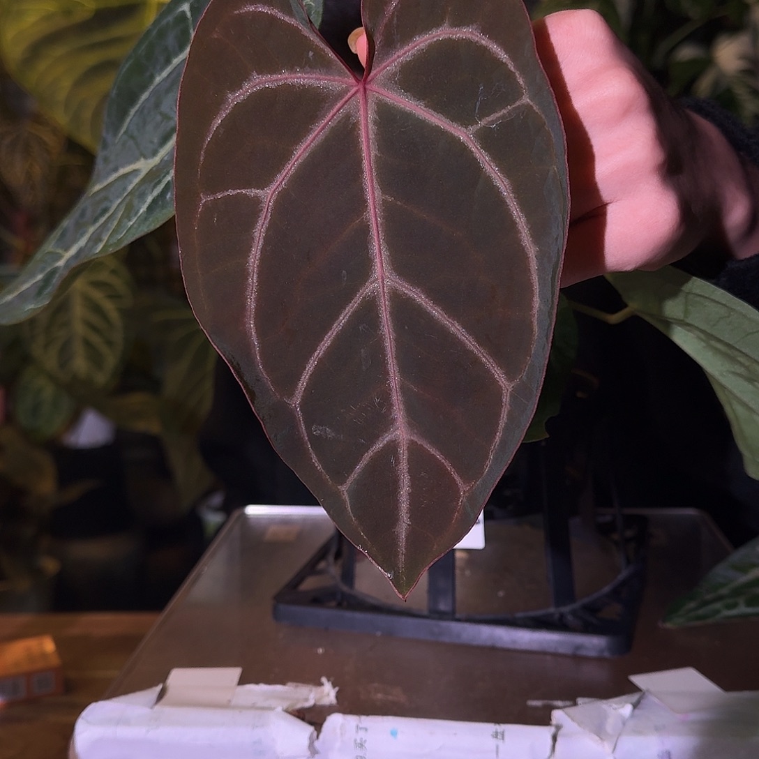 不开花植物D195粉水晶杂华丽