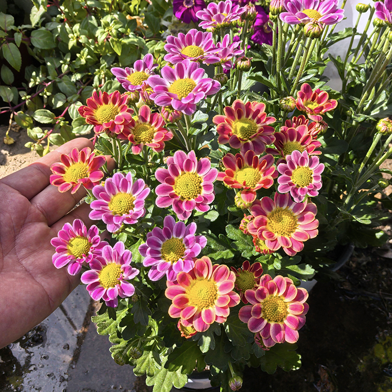 双色鲁一尼雅典娜小雏菊(一盆双色 复色花 花期长)阳台开花植物