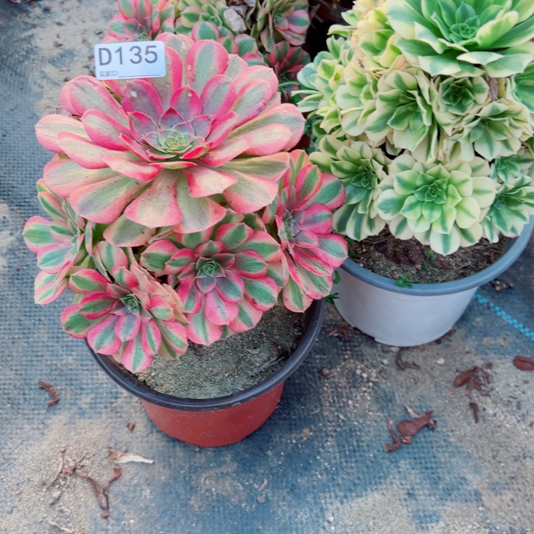 紫***馨135雨荷多肉植物法师多肉