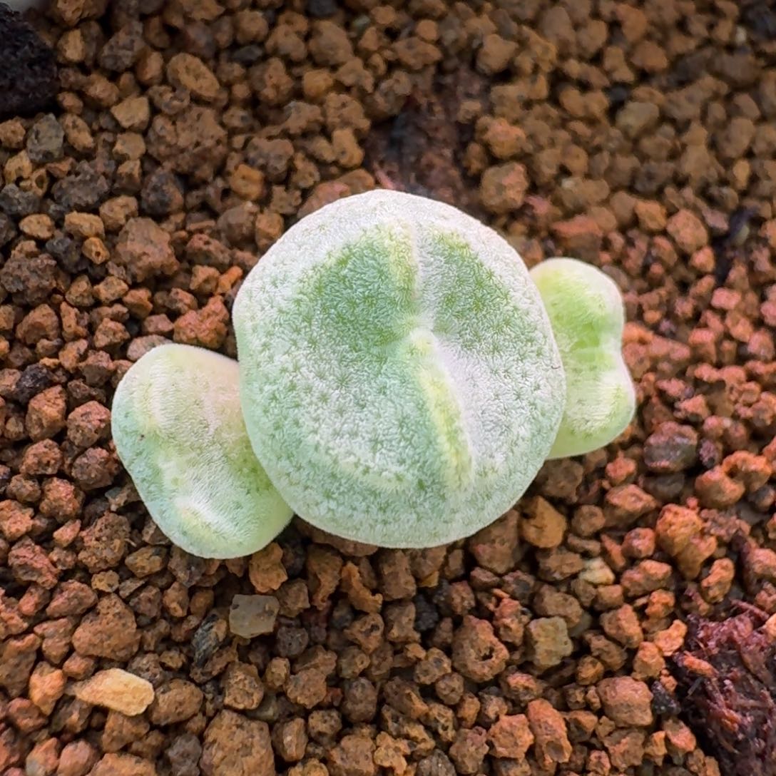 云缦精品番杏20.41