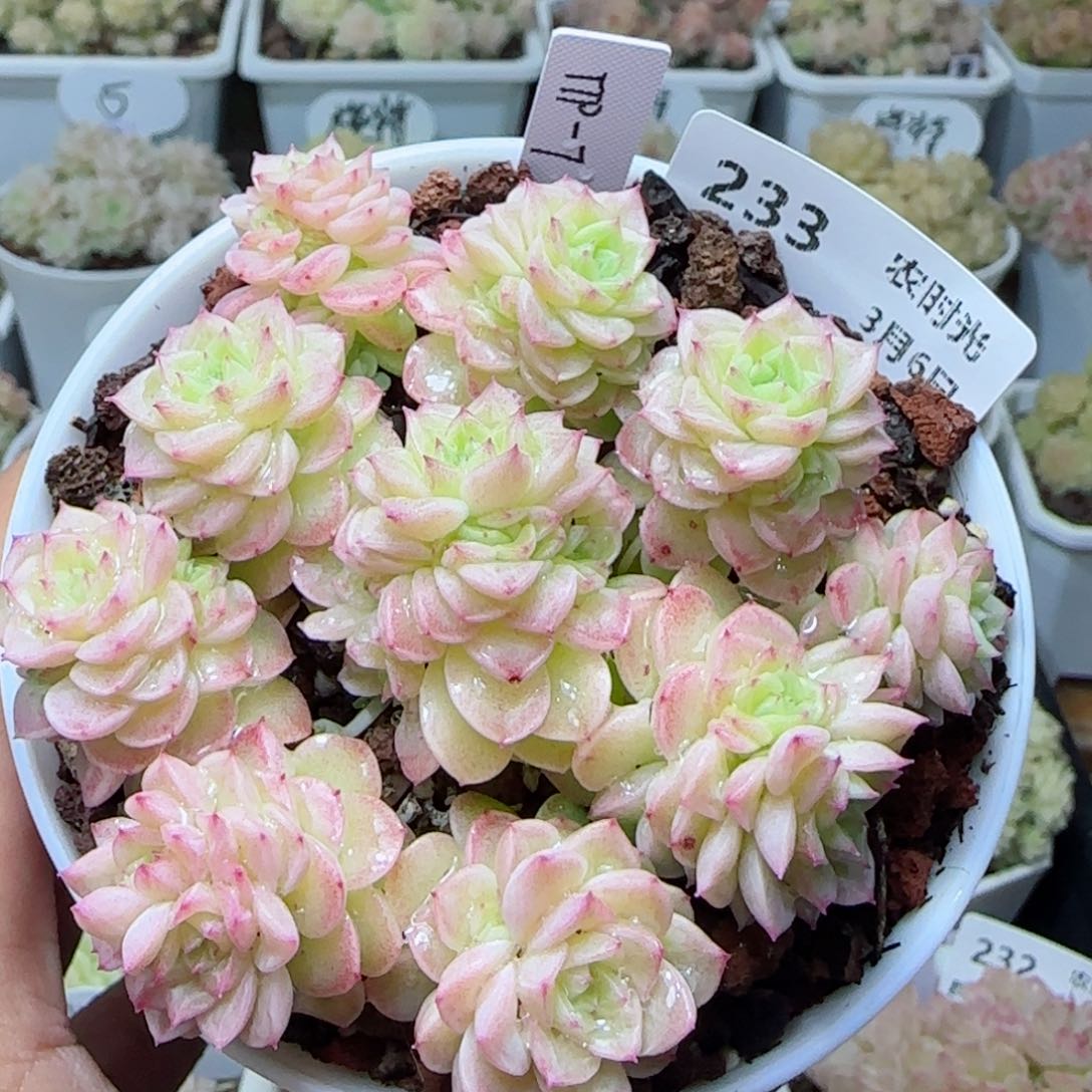 【闪购商品】0306-233（ttp-7）