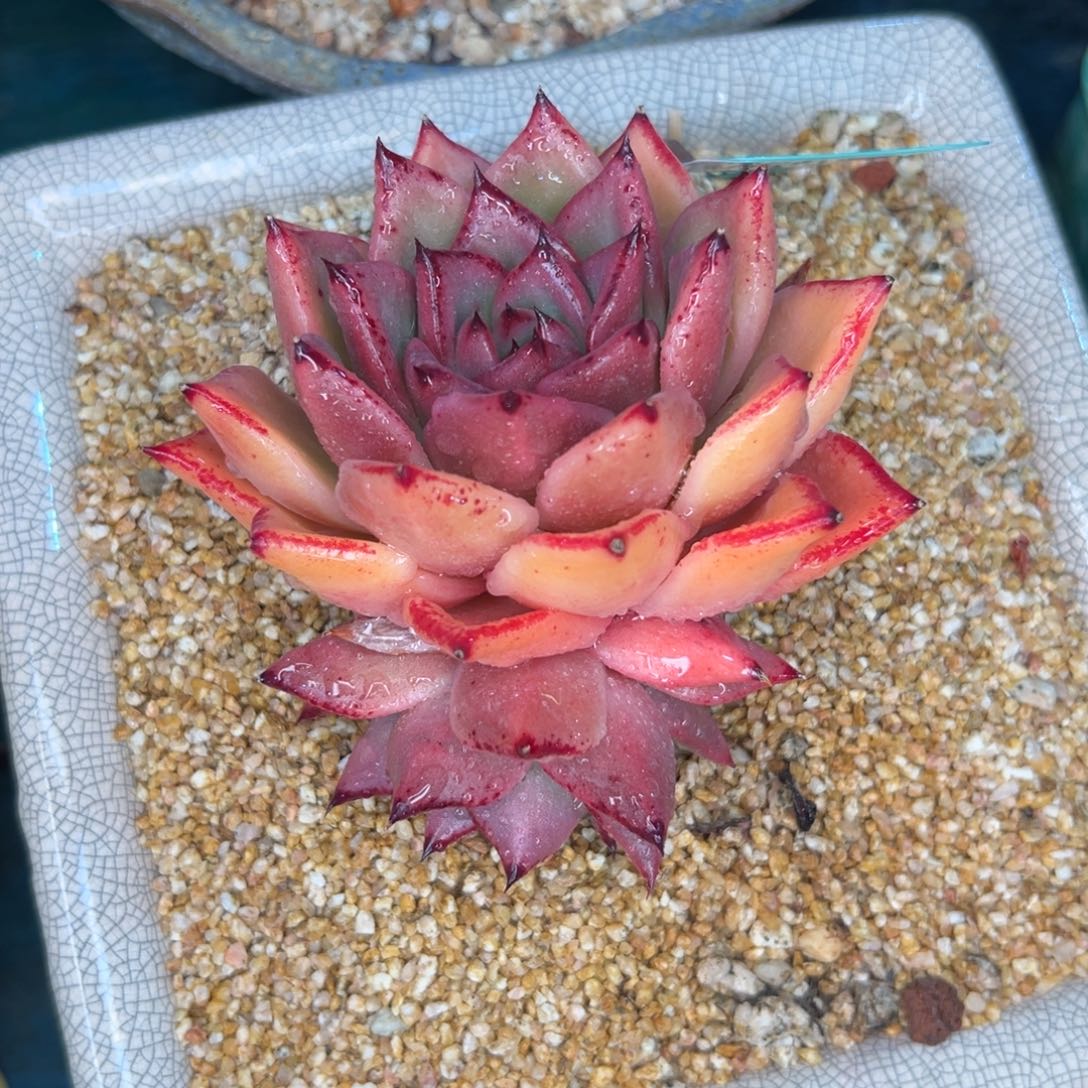 多肉一物一拍编号0208-130