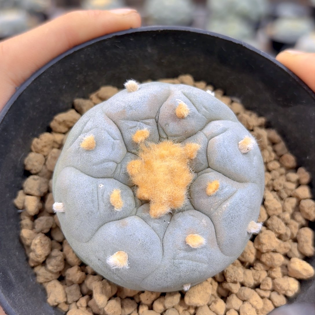 G84g g g g g g g g g