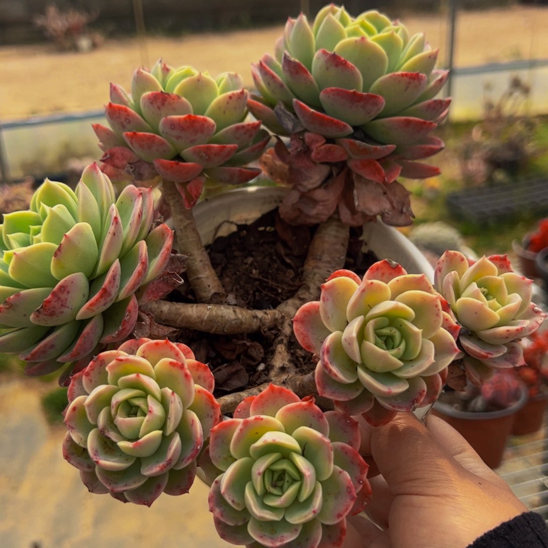 哈密瓜五大头群生多肉