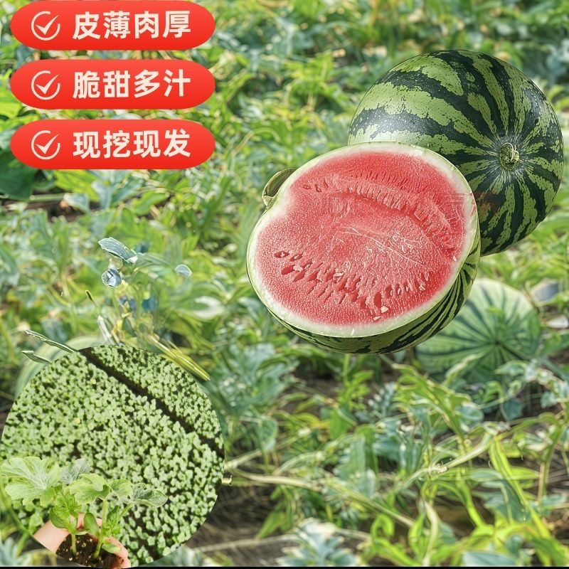 8424西瓜苗甜王美都好种盆栽地栽嫁接阳台观赏庭院